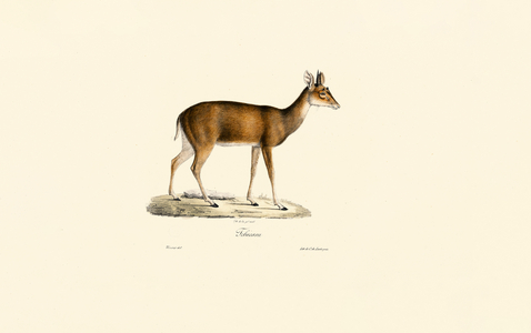 Sitatunga (Tachazan), 1824 (hand-coloured litho)