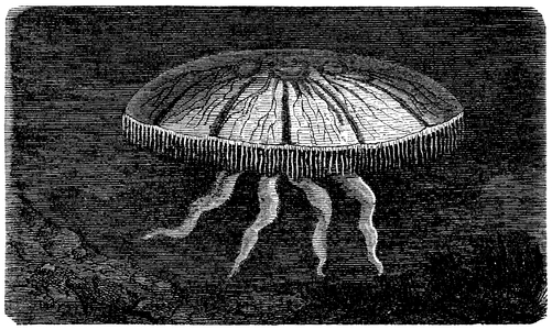 Jellyfish, moon jelly