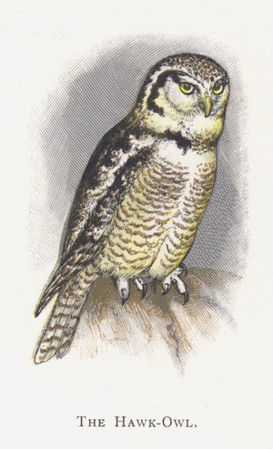The Hawk-Owl (chromolitho)