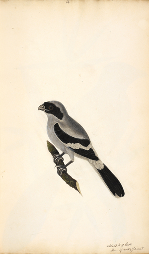 Great Grey Shrike
'Lanius excubitor'
Original inscriptions: 'Allied to ye last, if not ye same?'