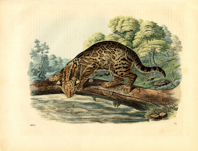 Ocelot on a Tree Trunk (hand-coloured engraving)