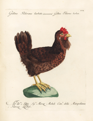 Paduan Bearded Hen (print)