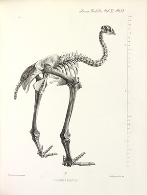 Little Bush Moa