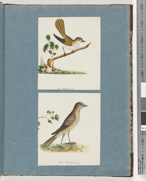 Page 142. Unidentified Bird. 143. Unidentified Bird (w/c on paper)