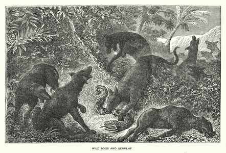 Wilds of Africa: Wild Dogs and Serpent (engraving)