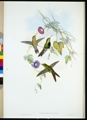 St. Domingo's Humming-bird (Sporadinus Elegans) (hand-coloured litho)