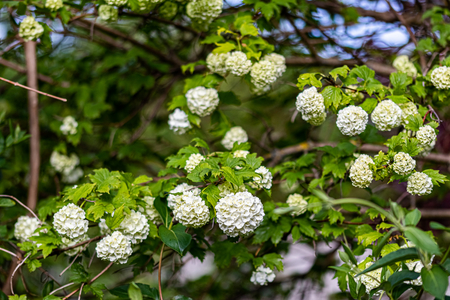 Hydrangea, Dijon, France, April 2020 (photo)