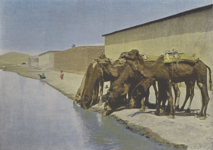 Chameaux au bord du Fleuve (coloured photo)