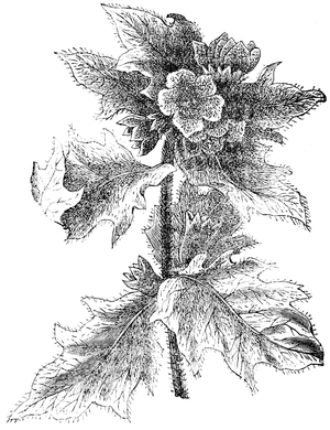 Henbane
