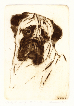 Bull Mastiff, 2003 (drypoint)