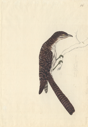 Urodynamis taitensis