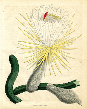 Queen of the Night (Selenicereus grandiflorus) (hand-coloured litho)