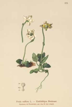 One-flowered Wintergreen (Pirola uniflora, Pyrola uniflora, Moneses uniflora, Monesis uniflora) (colour litho)