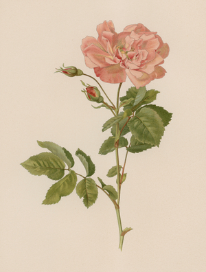 English Rose (colour litho)
