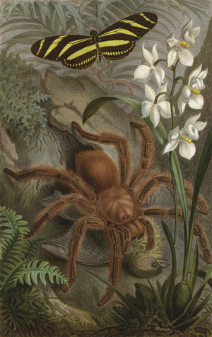 Vogelspinne (chromolitho)