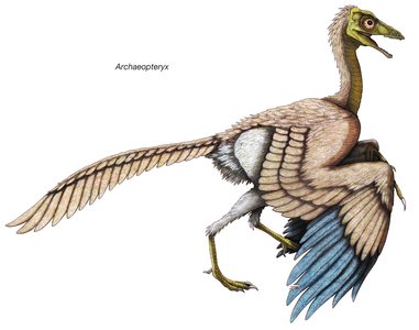Archaeopteryx, the 'feathered' Dinosaur (print)