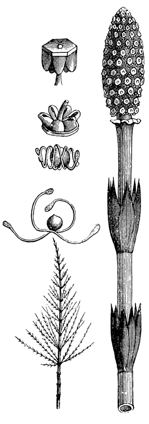 Common horsetail