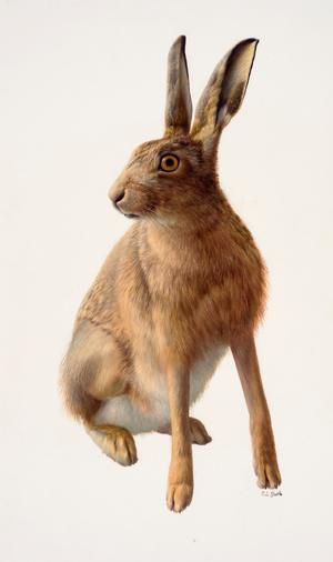 Study of a common hare (oil on paper)