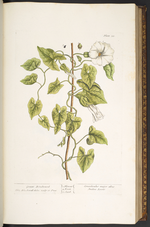 Plate 38, Great Bindweed, from 'A Curious Herbal', 1737 (coloured engraving)