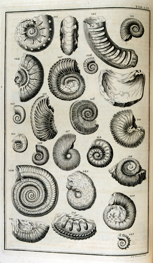 Fossilised remains of shells represented animals destroyed by the great Biblical flood, 18th century (engraving)