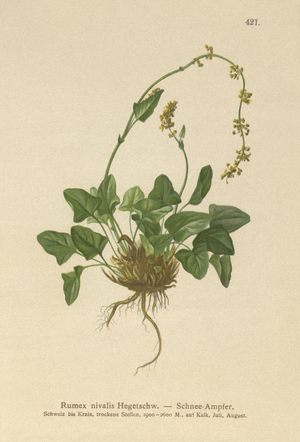 Snow Dock (Rumex nivalis) (colour litho)