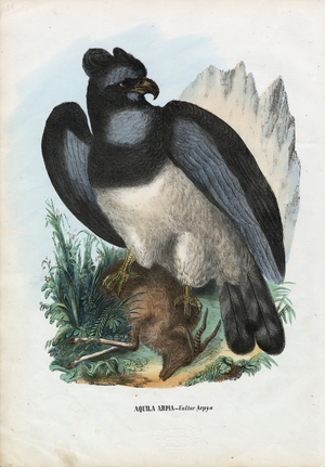 Harpy Eagle, 1863-79 (colour litho)
