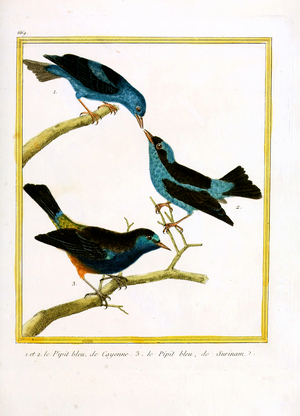 Blue Pipit from Cayenne and Surinam (print)