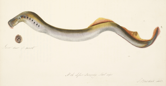 Lesser lamprey.
