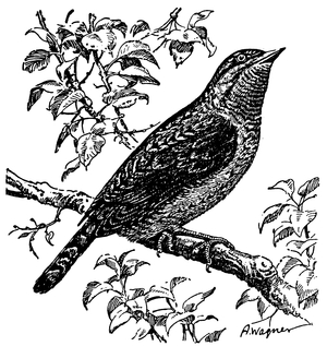 Wryneck