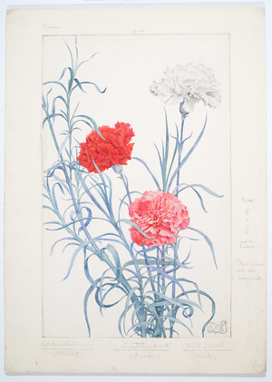 Carnations, c. 1909 (Watercolor and graphite on board)