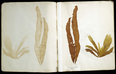 Punctaria plantaginea