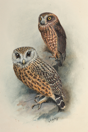 Morepork and Laughing Owl, 1913-14 (w/c on paper)