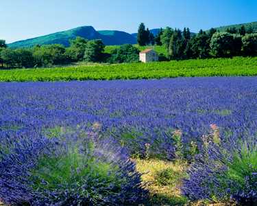Blooming lavender field and Côtes-du-Rhône vineyard, Vaucluse, Provence, France, 2025 (photo)