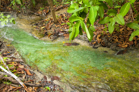 Thailand: Tung Tieo Forest Trail, Khao Pra - Bang Khram Wildlife Sanctuary, Krabi Province