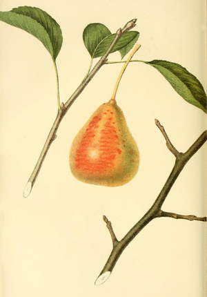 Pear of the Tyson Pear variety, digitally processed reproduction of a watercolour drawing from 1856