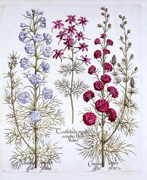Varieties of Larkspur, from 'Hortus Eystettensis', by Basil Besler (1561-1629), pub. 1613 (hand coloured engraving)