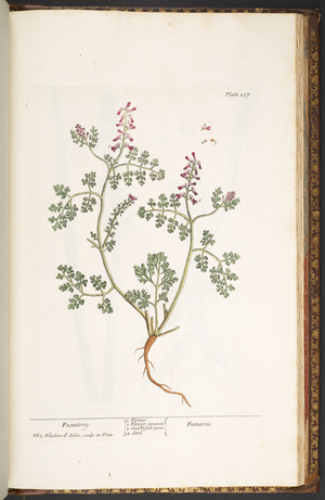 Plate 237, Fumitory, from 'A Curious Herbal', 1737 (coloured engraving)