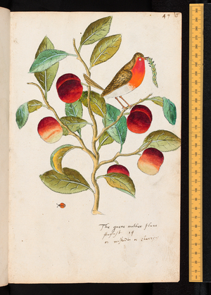 Tradescant's Orchard, The quene mother plum, c.1611-1620 (watercolour)