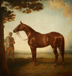 'Corcyra': Portrait of a Chestnut Racehorse