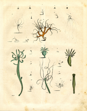 Various Species of Lower Marine Animals and Hydrozoans (hand-coloured litho)