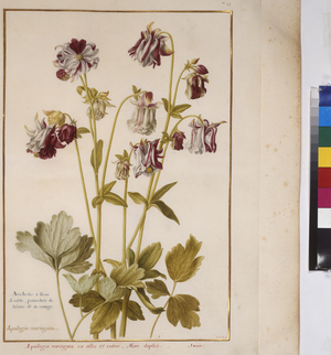 Full page: plant study, c.1650-75