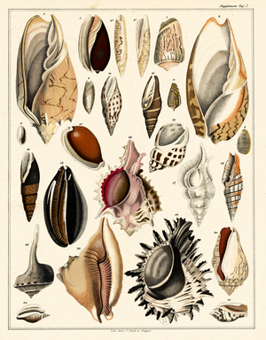 Magnificent Marine Snails (print)