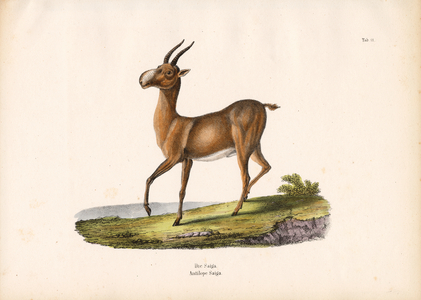 The Saiga Antelope, 1848 (lithography)