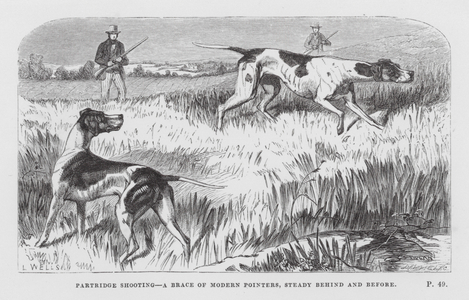 Partridge Shooting, A Brace of Modern Pointers, Steady behind and before (engraving)