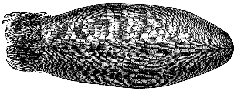 Beaver: tail