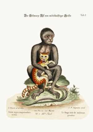 The Middle-sized Black Monkey, 1749-73 (coloured engraving)