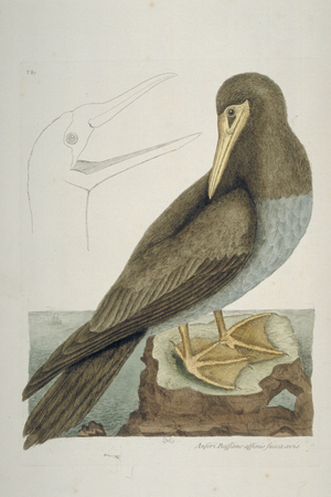 Sula leucogaster