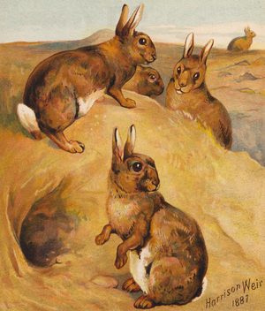 Wild rabbits (colour litho)