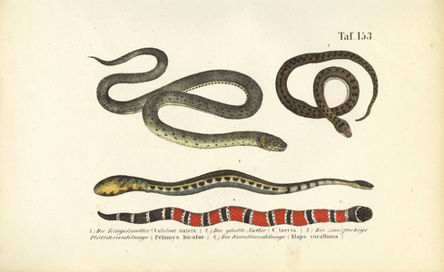 Various Snakes and the Coral Snake, 1850 (lithography)