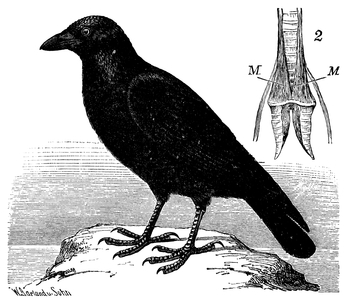 Ravens. 2) larynx, seen from the front with the singing muscles M